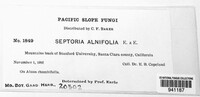 Septoria alnifolia image